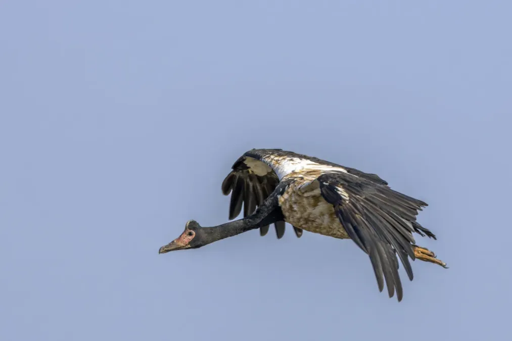 File:Magpie goose (Anseranas semipalmata) in flight Kakadu.jpg