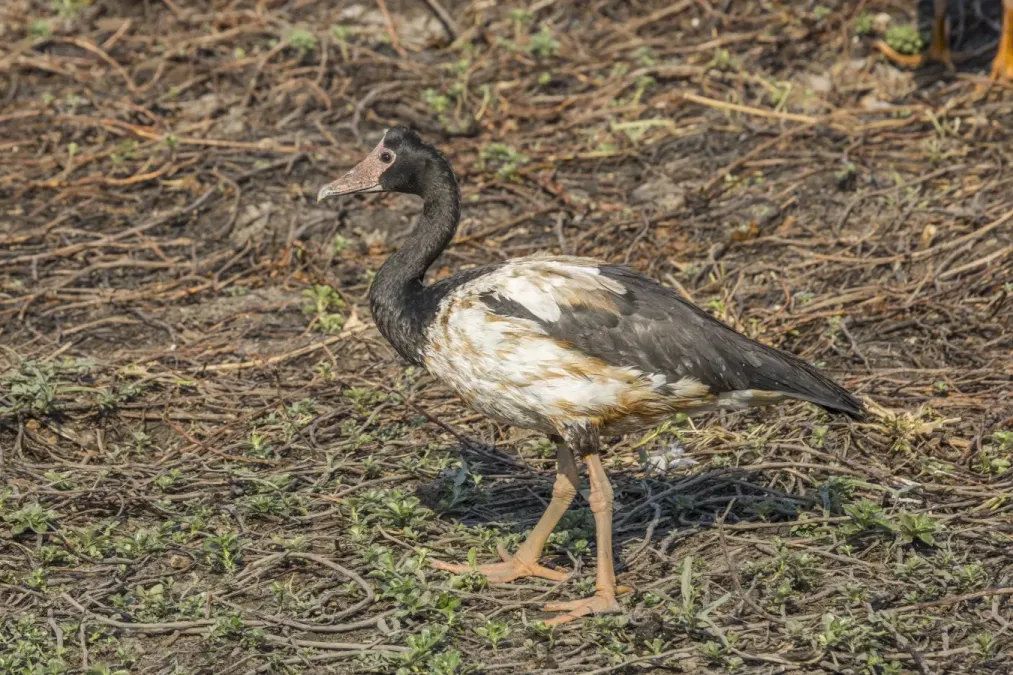 File:Magpie goose (Anseranas semipalmata) Kakadu.jpg