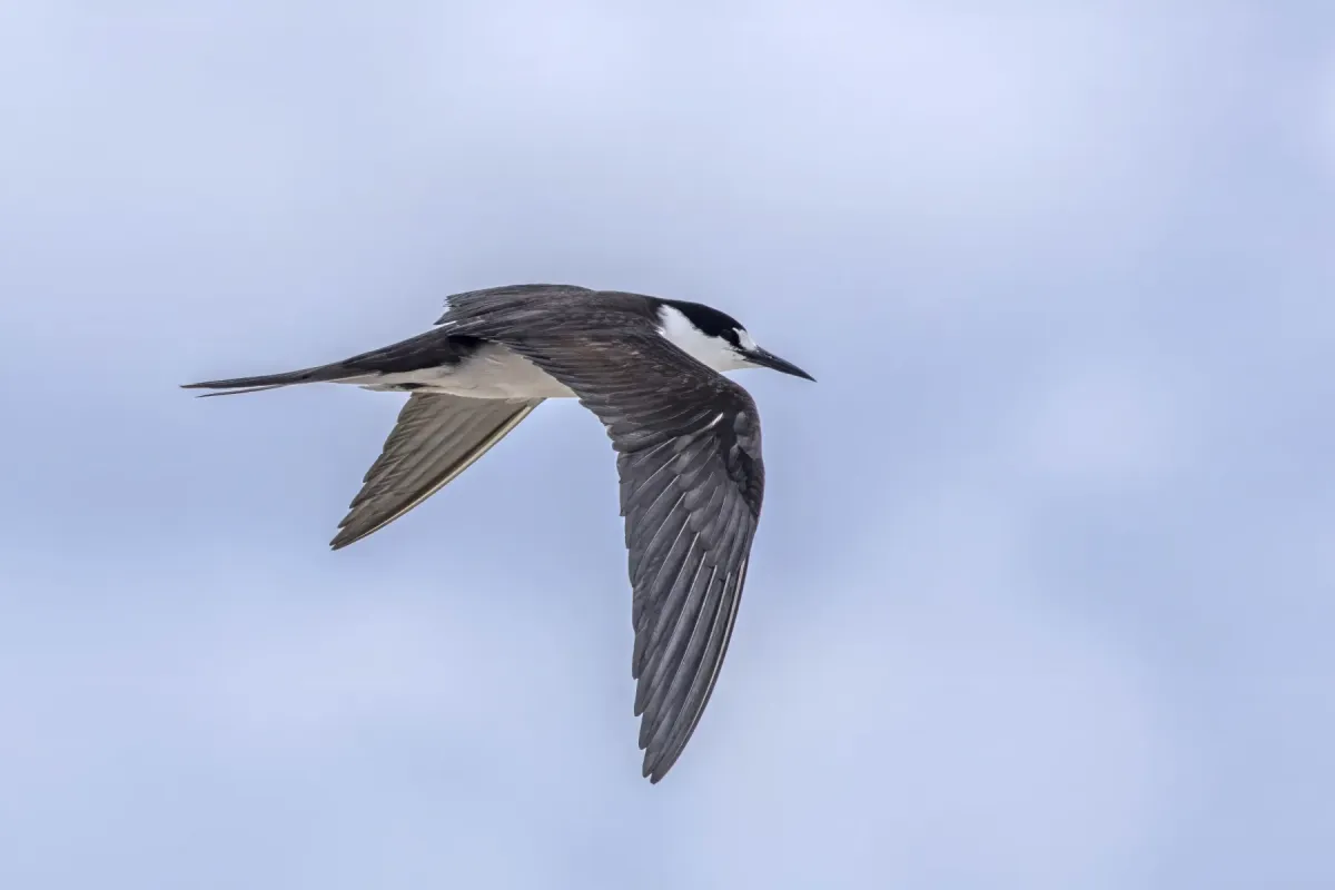 File:Sooty tern (Onychoprion fuscatus serrata) in flight Michaelmas Cay 3.jpg