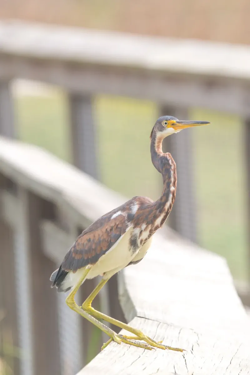 File:Tricolored heron (Egretta tricolor) (44998437074).jpg