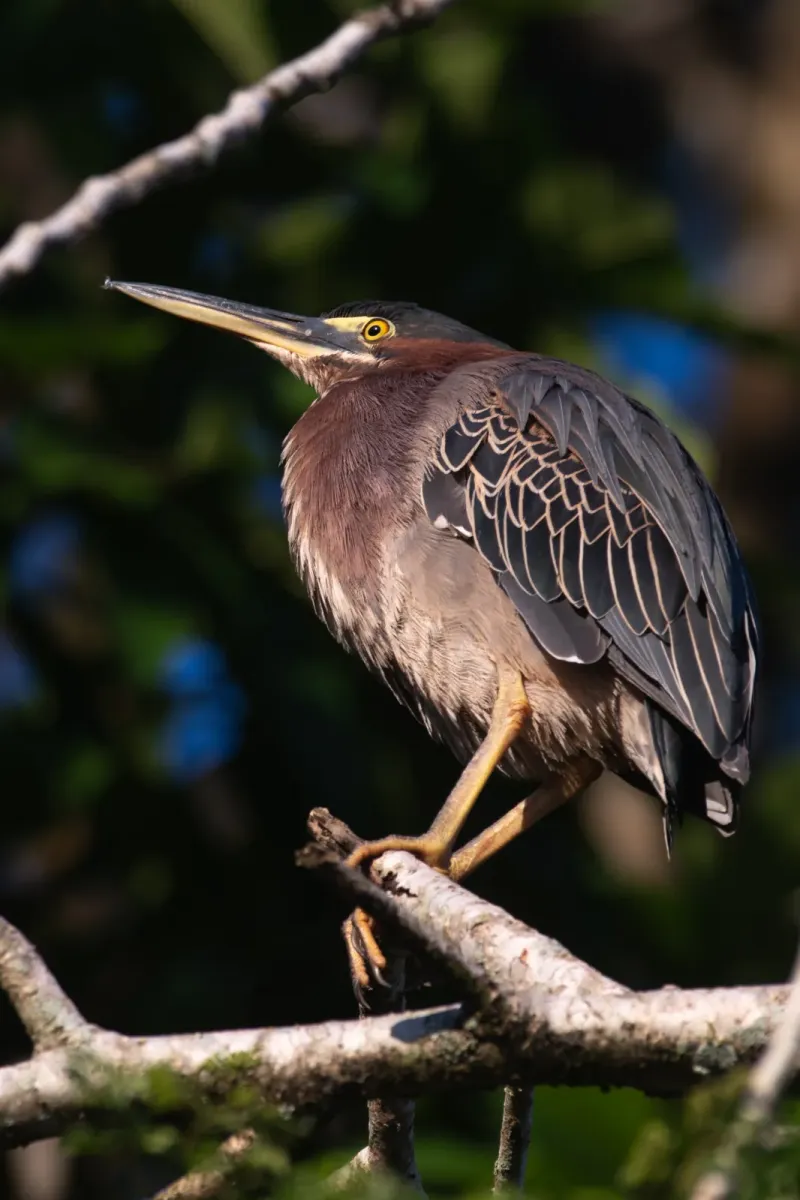File:Green Heron (Butorides virescens), Costa Rica.jpg