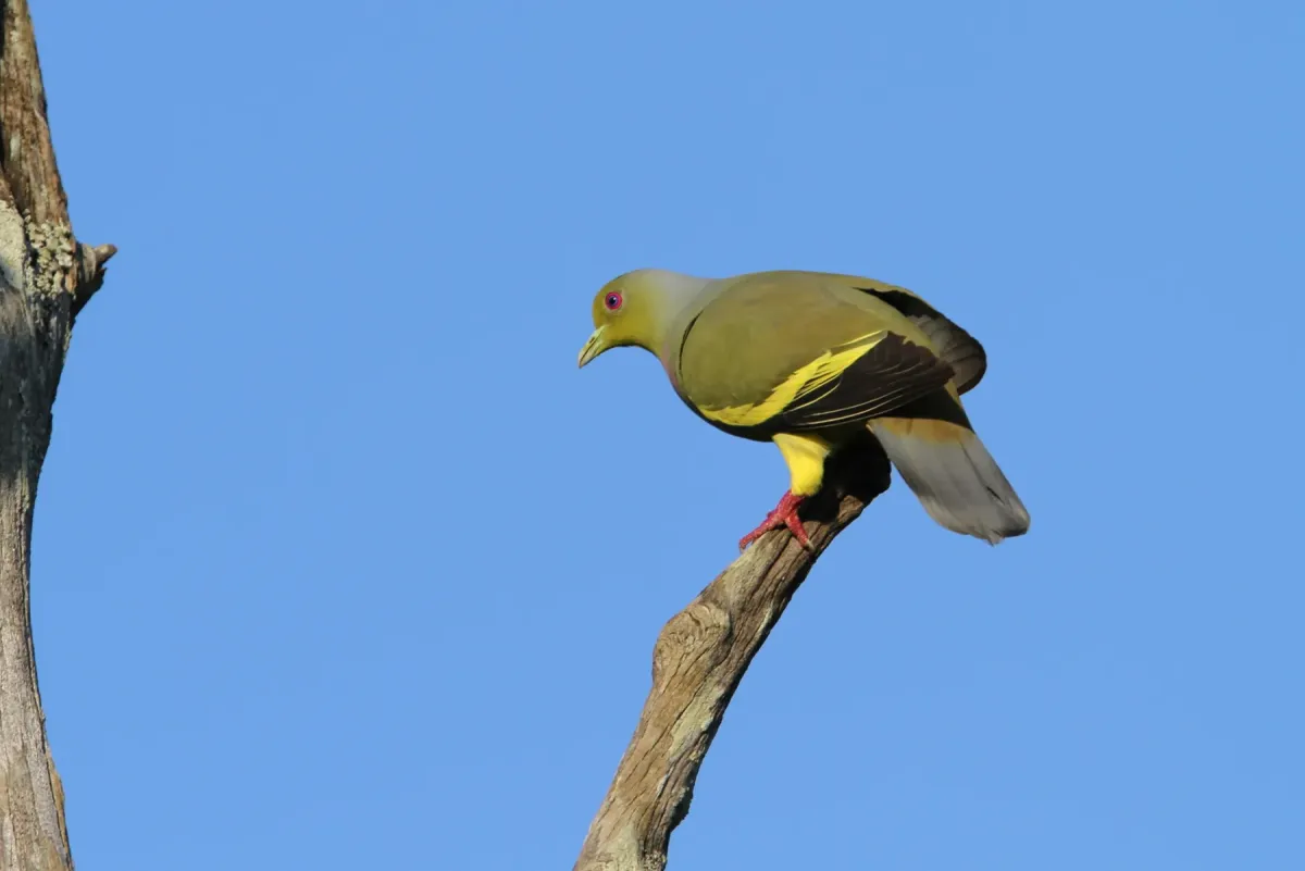 File:Treron bicinctus 92408907.jpg