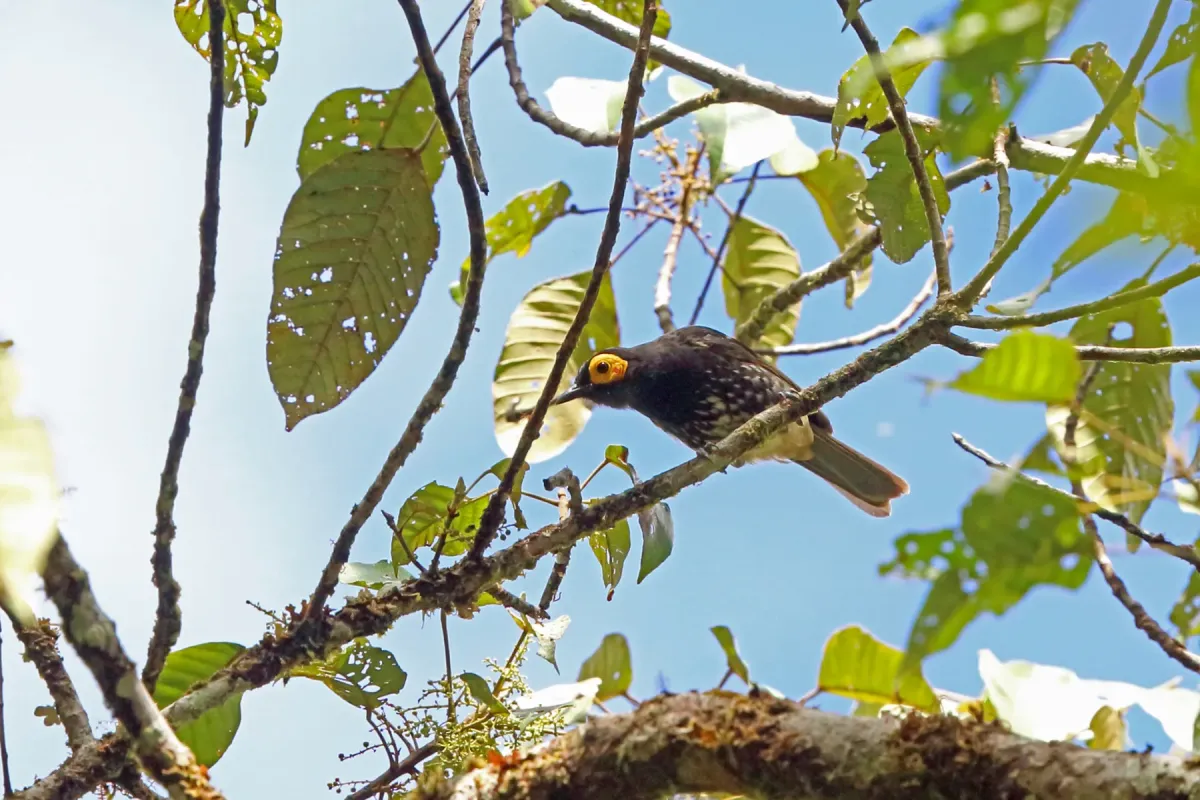 File:Melipotes gymnops 3315362.jpg