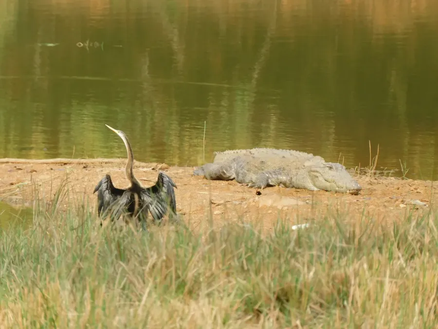 File:Crocodile Crocodylus palustris and Oriental darter Anhinga melanogaster 01.jpg