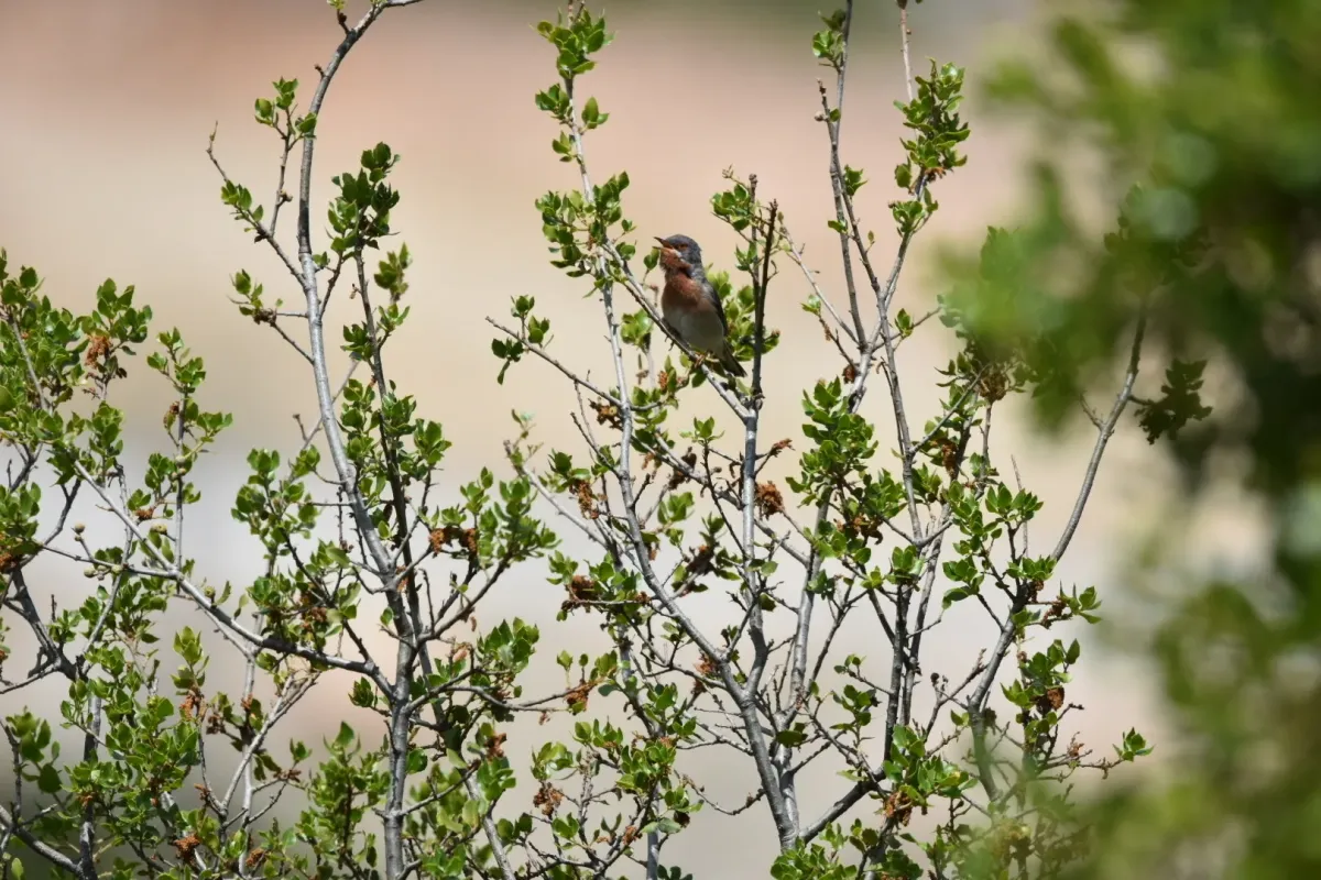 File:Curruca cantillans albistriata imported from iNaturalist photo 134263511 on 7 March 2024.jpg