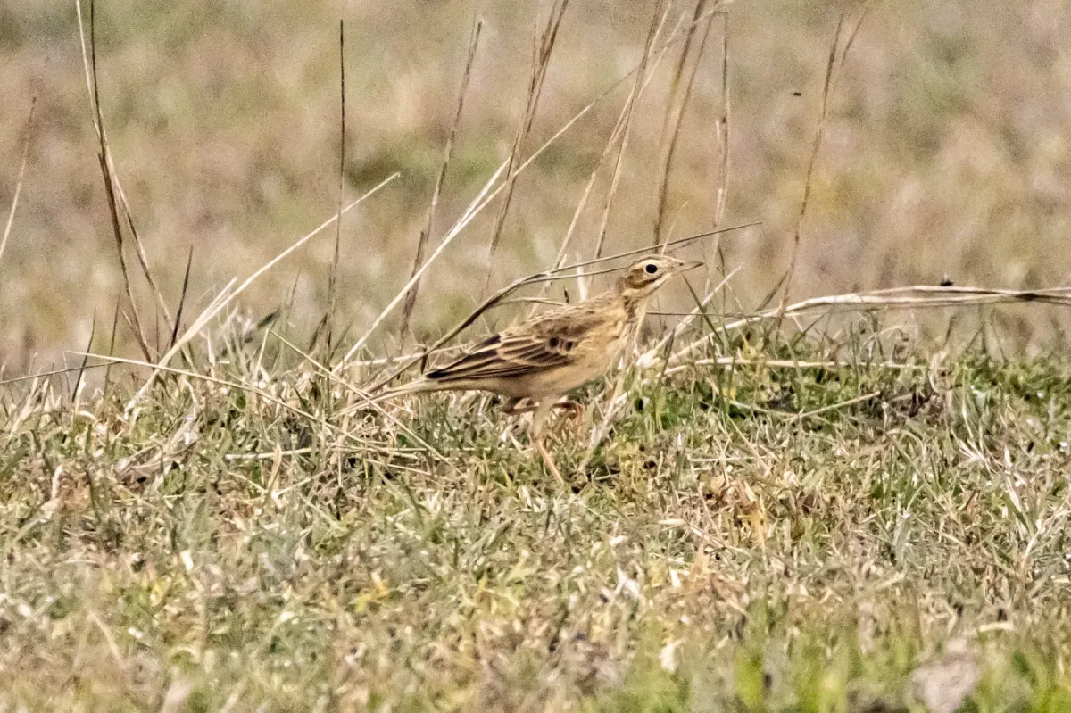 File:Richard's pipit (Anthus richardi) 2024.jpg