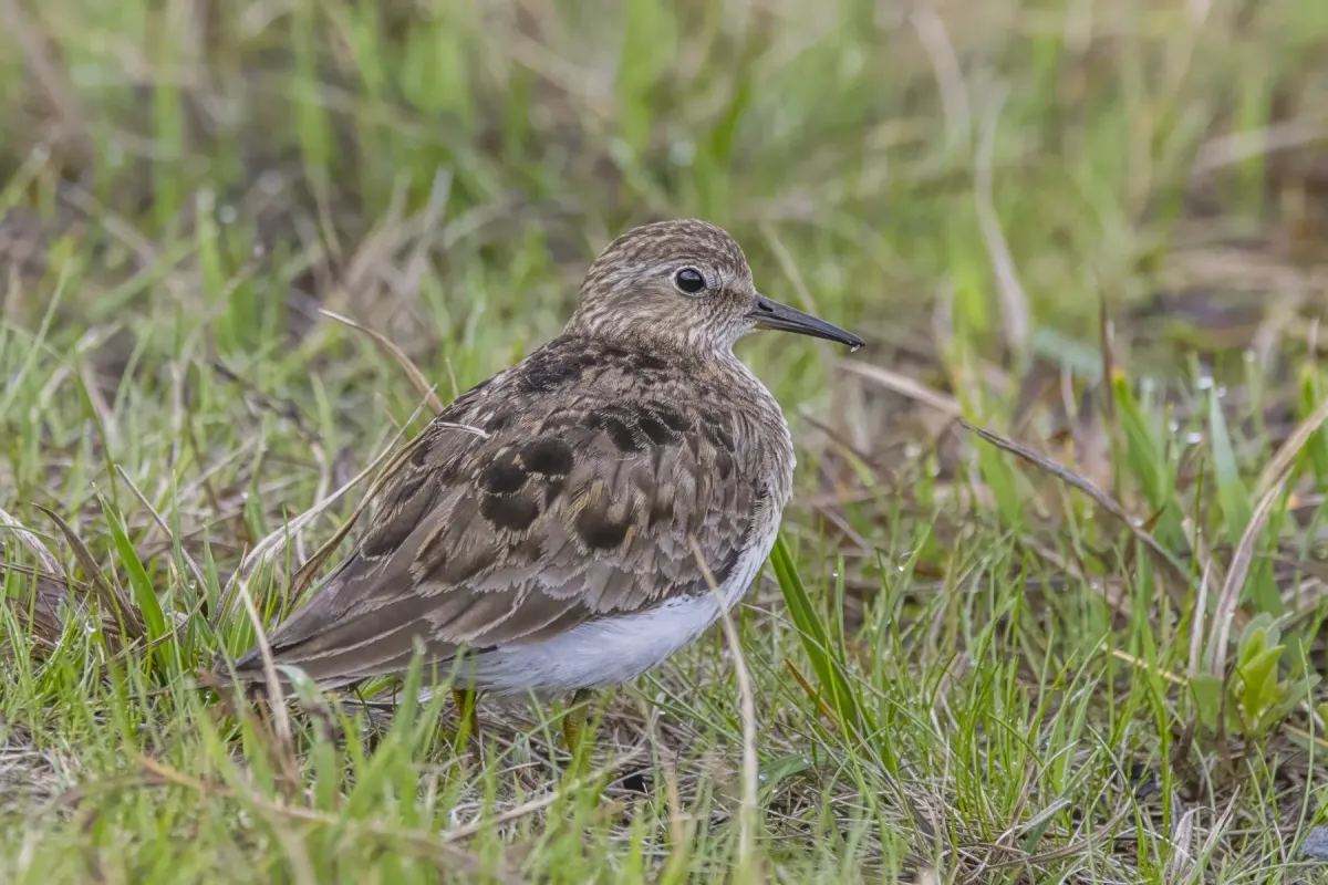File:Temminck's stint (Calidris temminckii) Oppdal.jpg