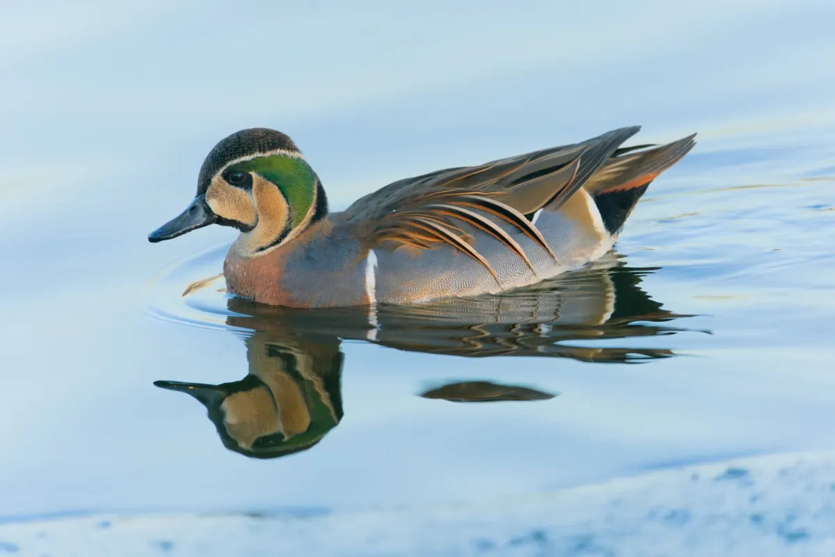 File:Sibirionetta formosa 02.jpg