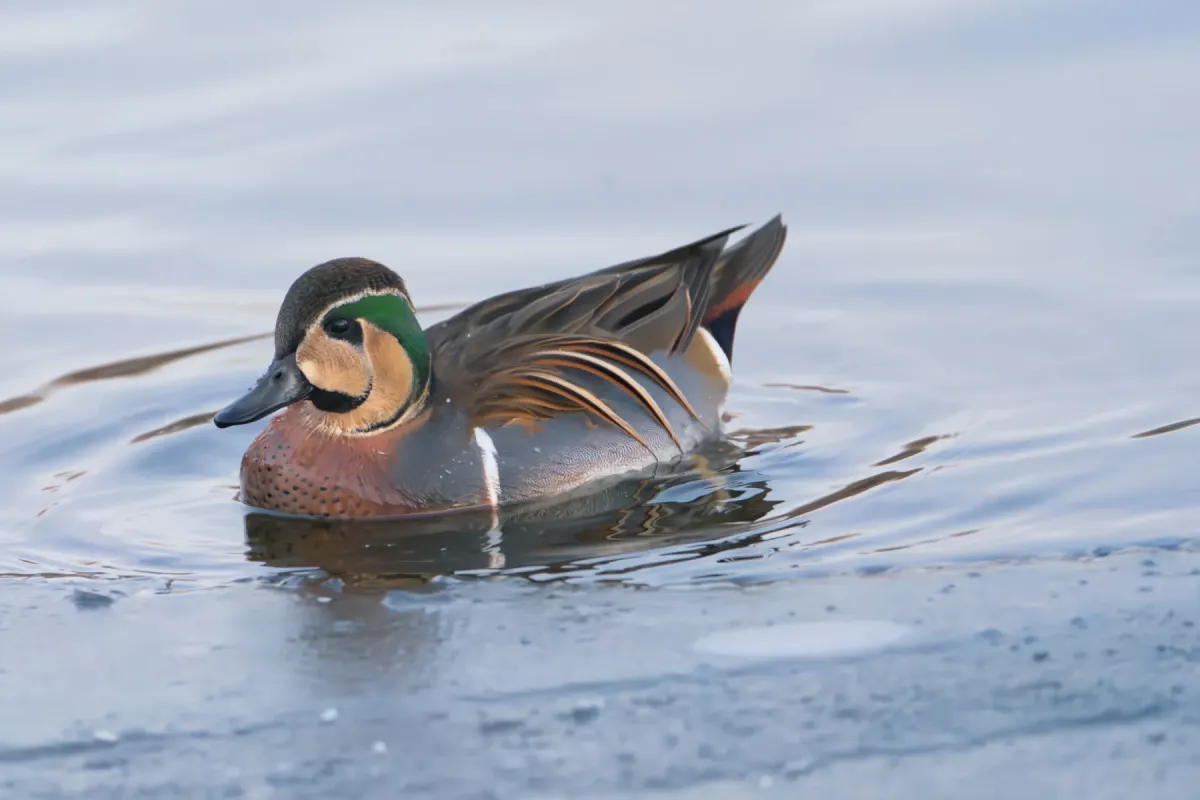 File:Sibirionetta formosa 03.jpg