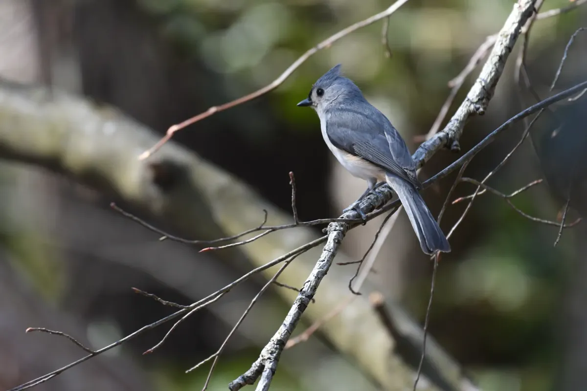 File:Tufted Titmouse - Baeolophus bicolor.jpg