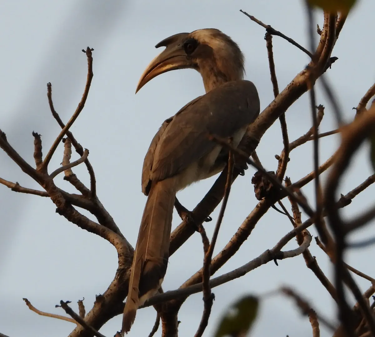 File:Indian Grey Hornbill (Ocyceros birostris)- Malijunga.jpg