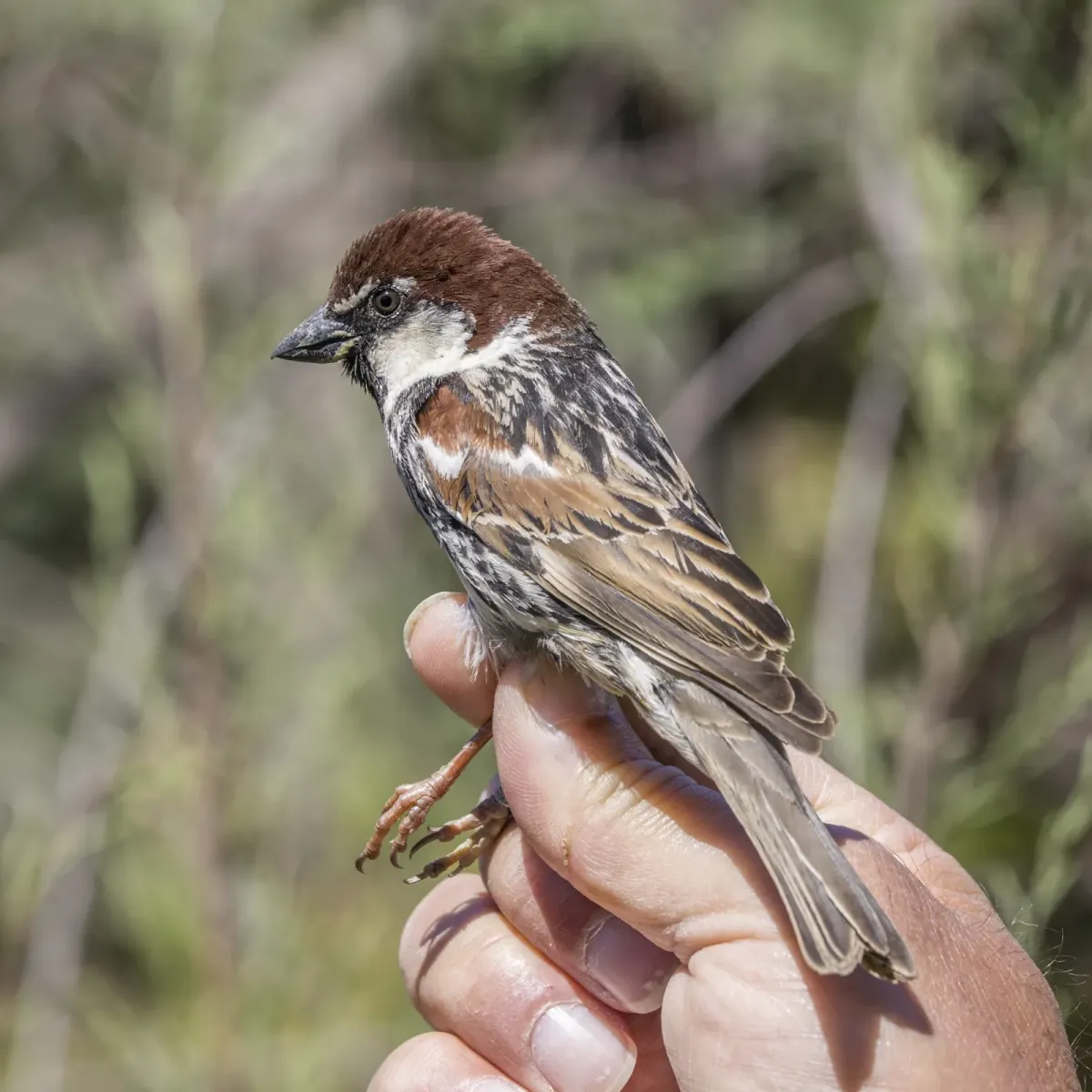 File:Spanish sparrow (Passer hispaniolensis) male breeding plumage ringed Malta 2.jpg