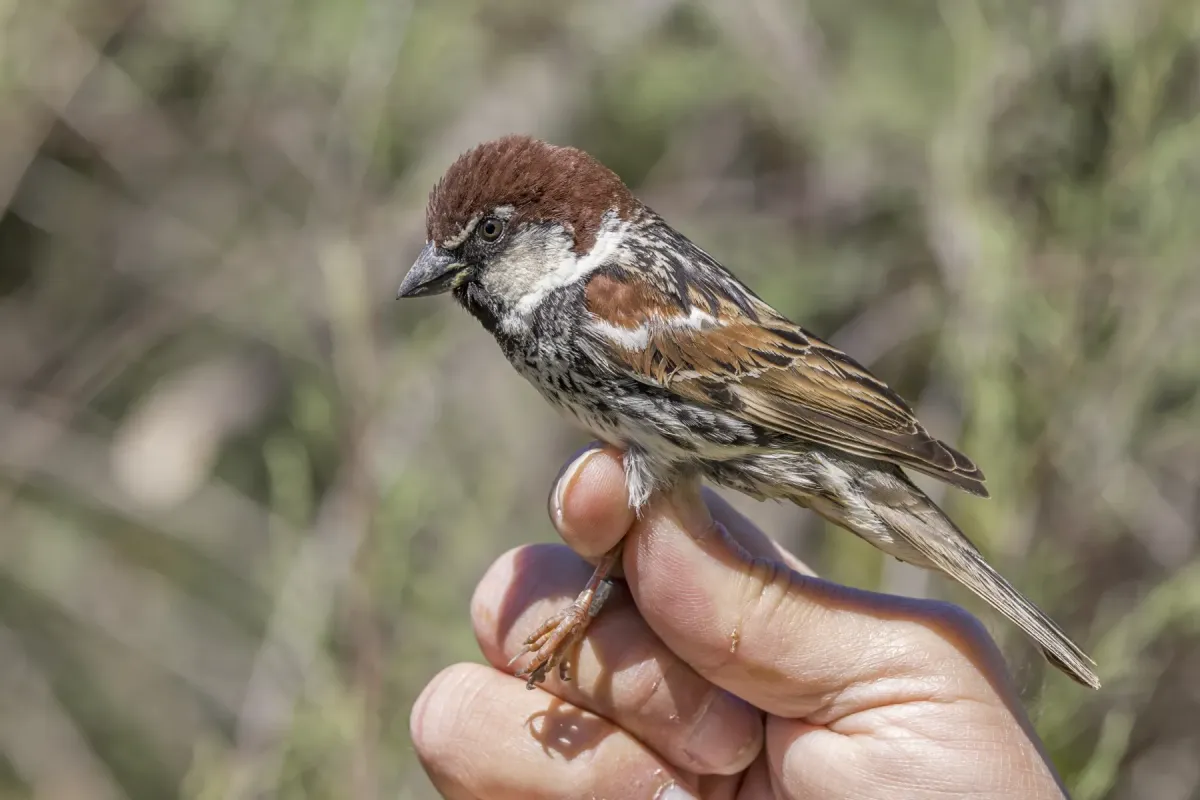 File:Spanish sparrow (Passer hispaniolensis) male breeding plumage ringed Malta.jpg