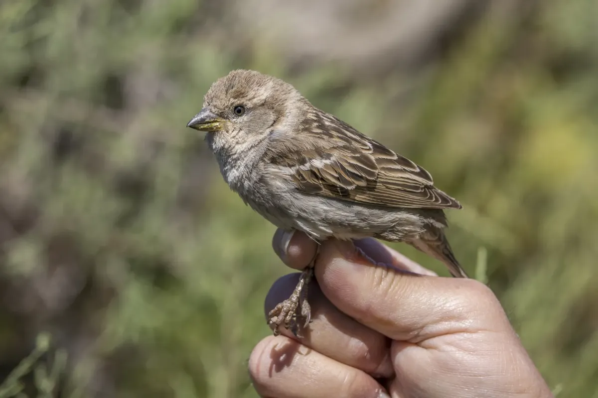 File:Spanish sparrow (Passer hispaniolensis) female ringed Malta.jpg