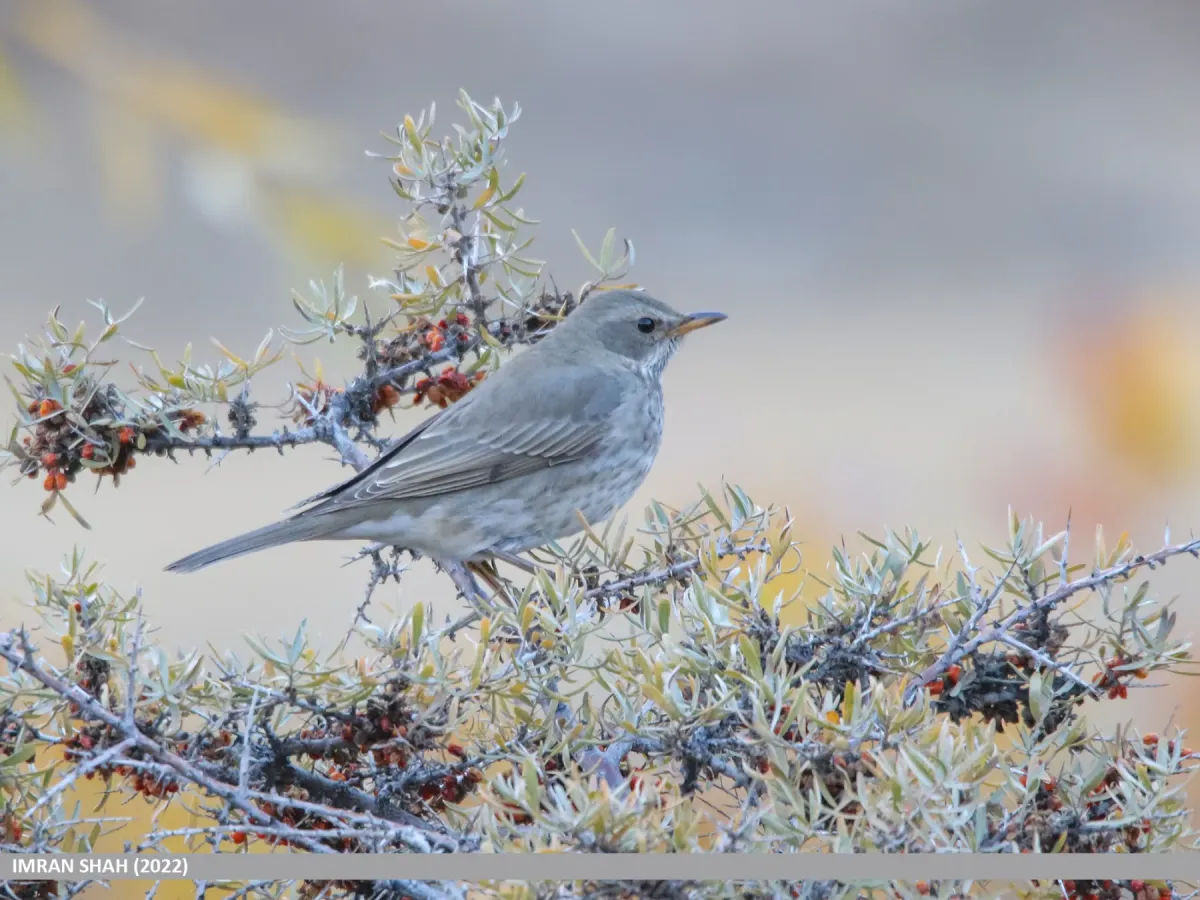 File:Black-throated Thrush (Turdus atrogularis) (53619266890).jpg