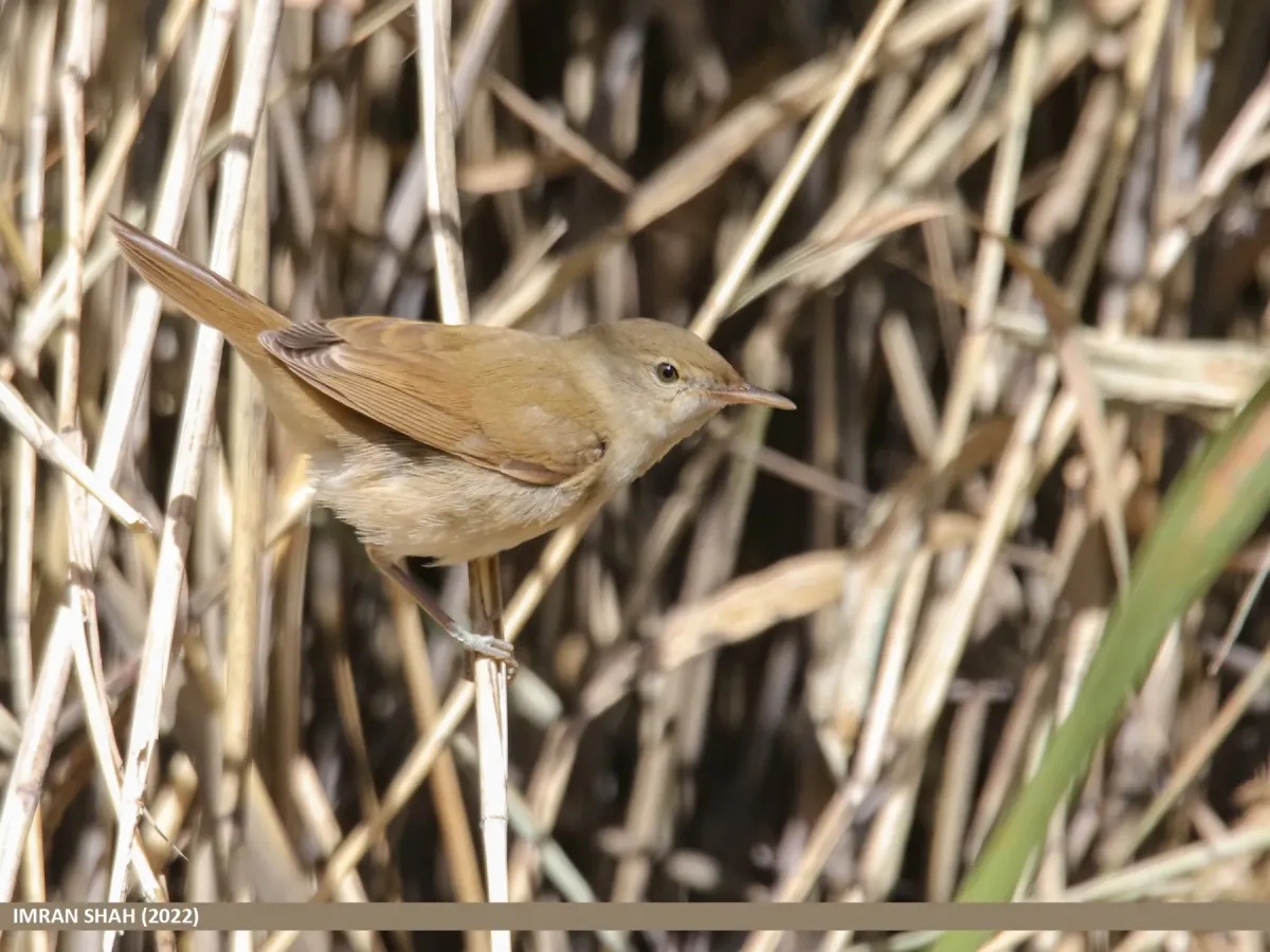 File:Blyth's Reed Warbler (Acrocephalus dumetorum) (53603811111).jpg