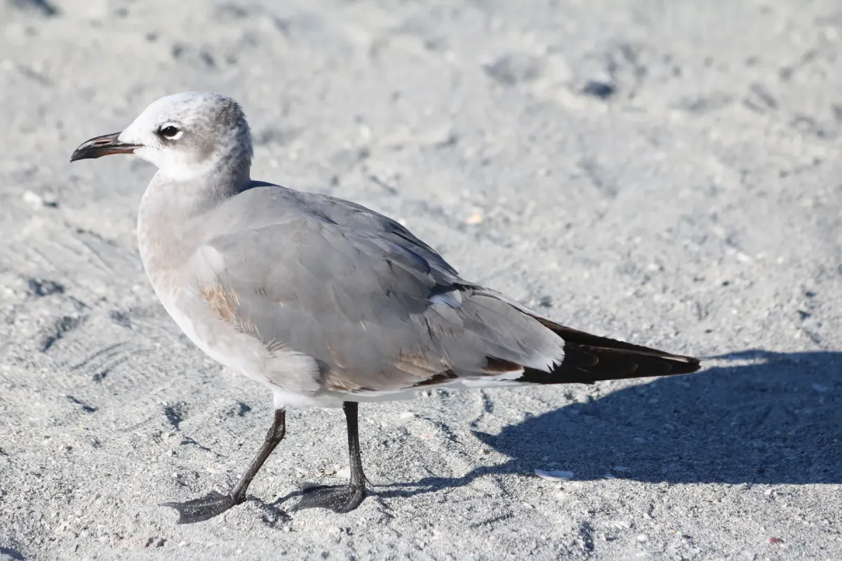 File:Leucophaeus atricilla standing on Venice Beach.jpg