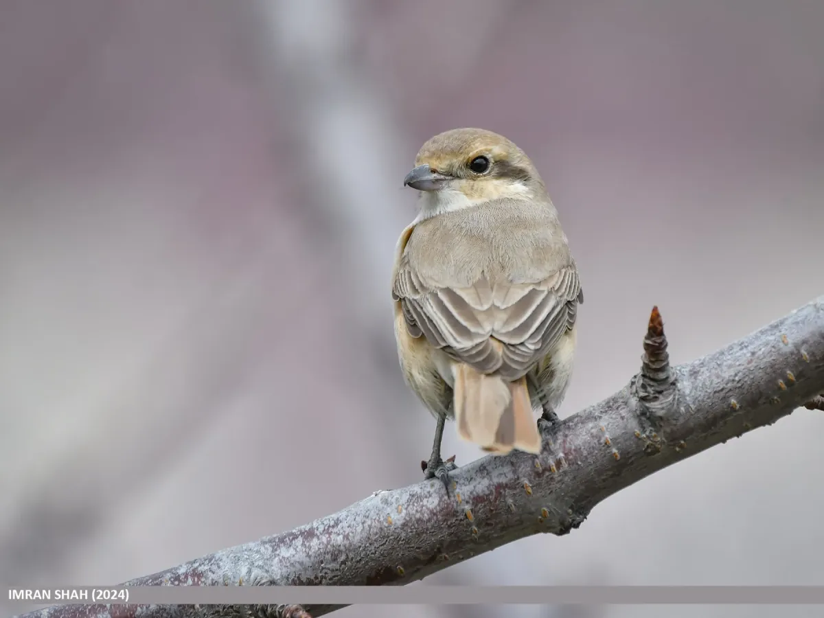 File:Rufous-tailed Shrike (Lanius isabellinus) (53628393576).jpg