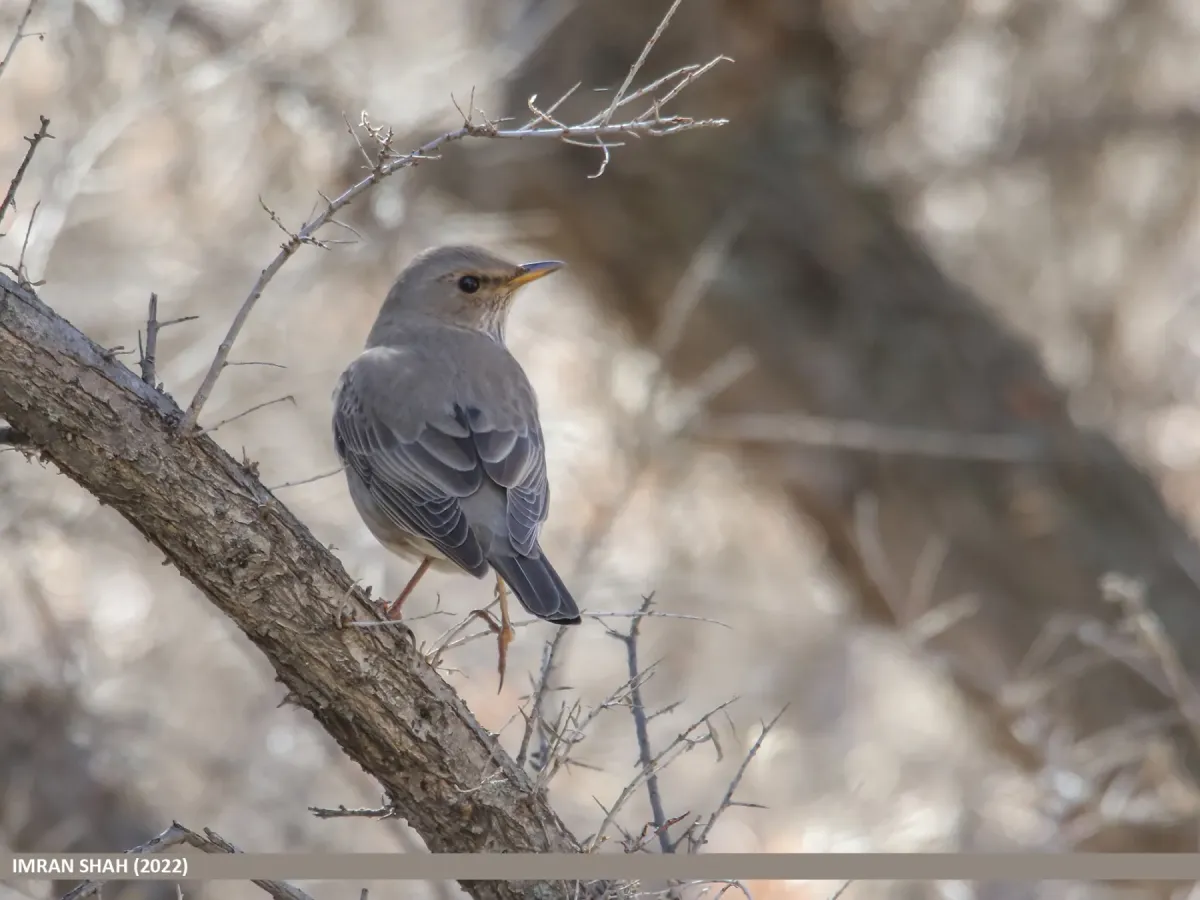 File:Black-throated Thrush (Turdus atrogularis) (53638460811).jpg