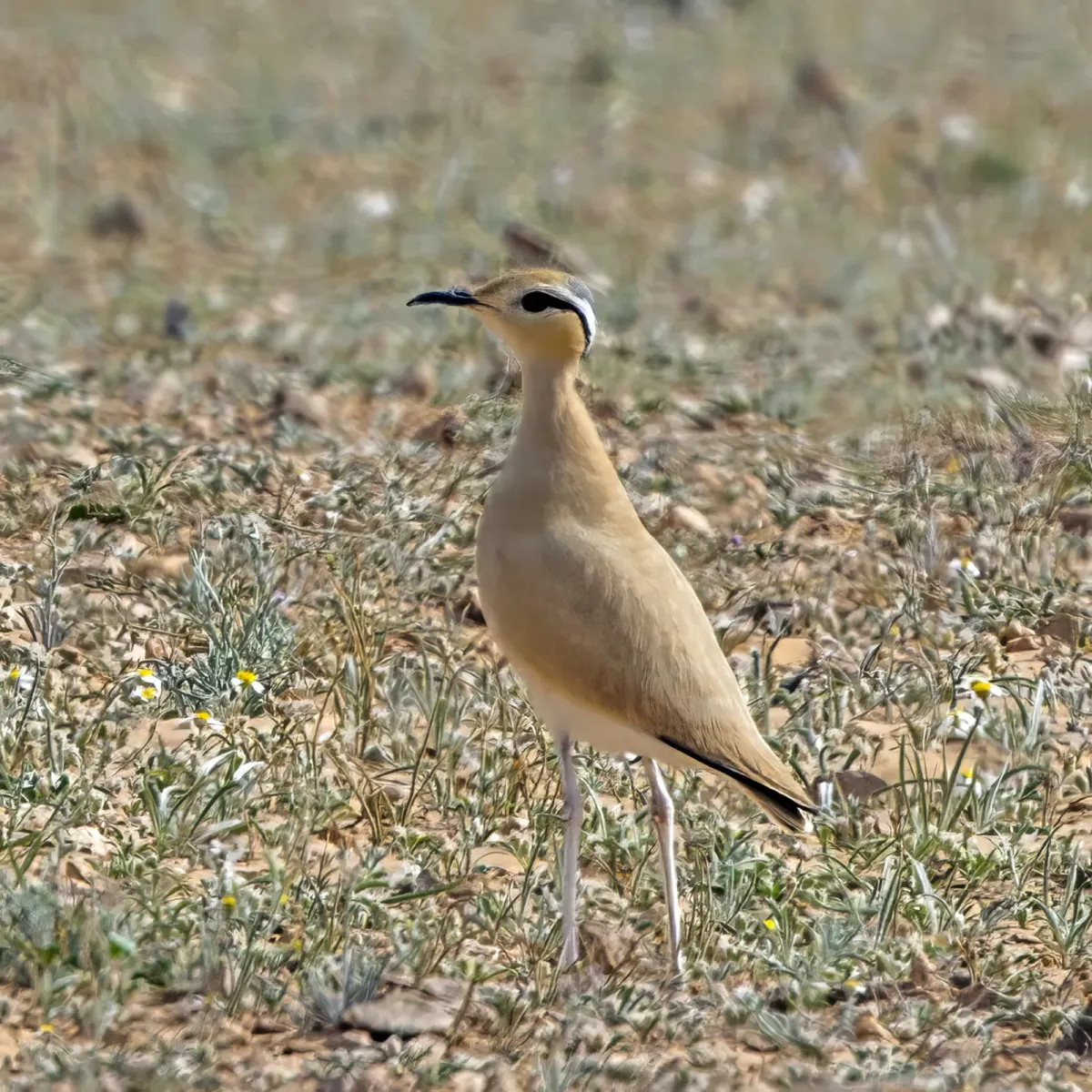 File:Cream-coloured courser (Cursorius cursor cursor) Kebili.jpg