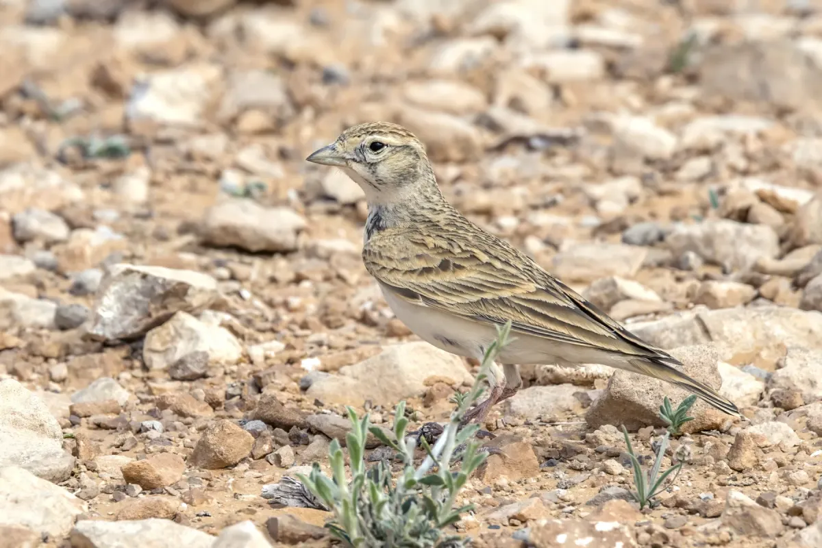 File:Greater short-toed lark (Calandrella brachydactyla rubiginosa) Kebili.jpg