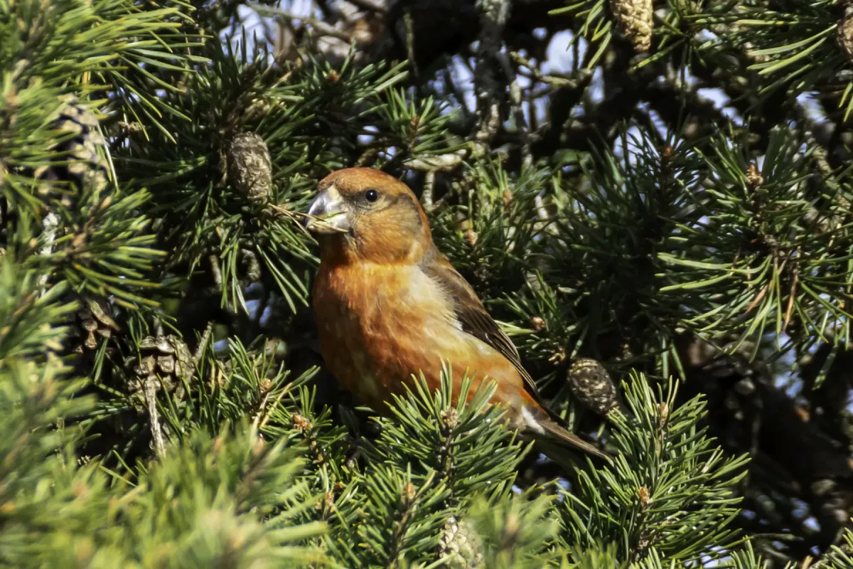 File:Loxia pytyopsittacus en Väskinde.jpg