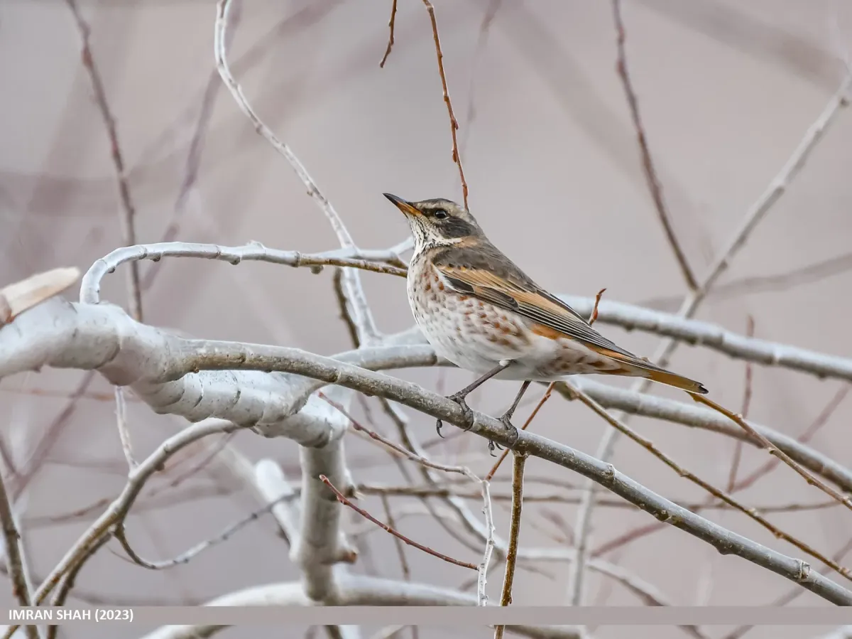 File:Dusky Thrush (Turdus eunomus) (53467680097).jpg