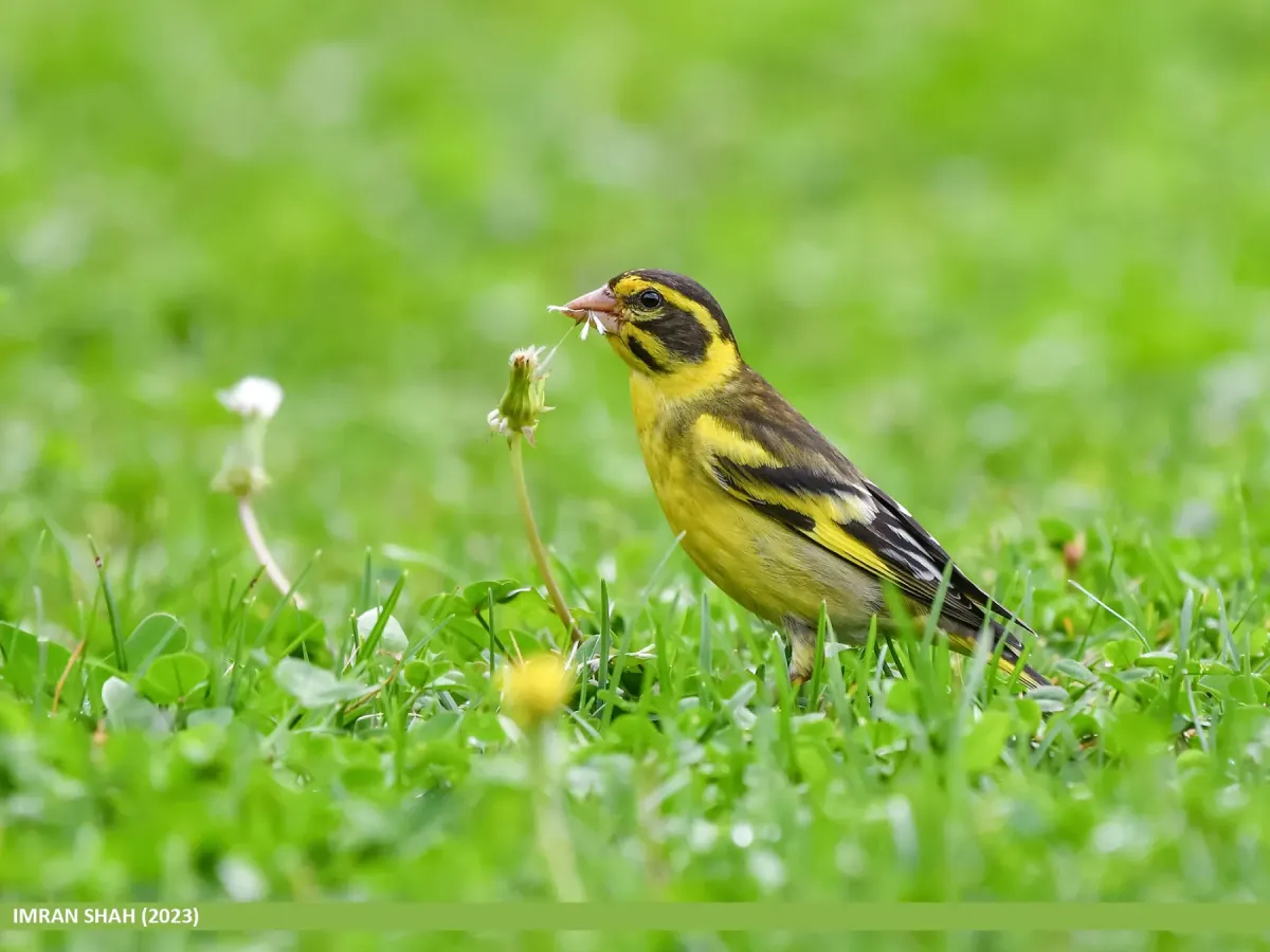File:Yellow-breasted Greenfinch (Chloris spinoides) (53468588006).jpg