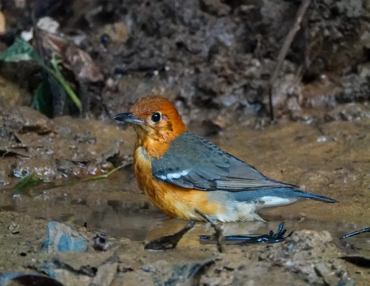 File:Geokichla citrina 303389416.jpg