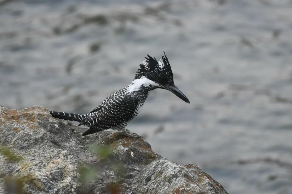 File:Megaceryle lugubris 364475871.jpg