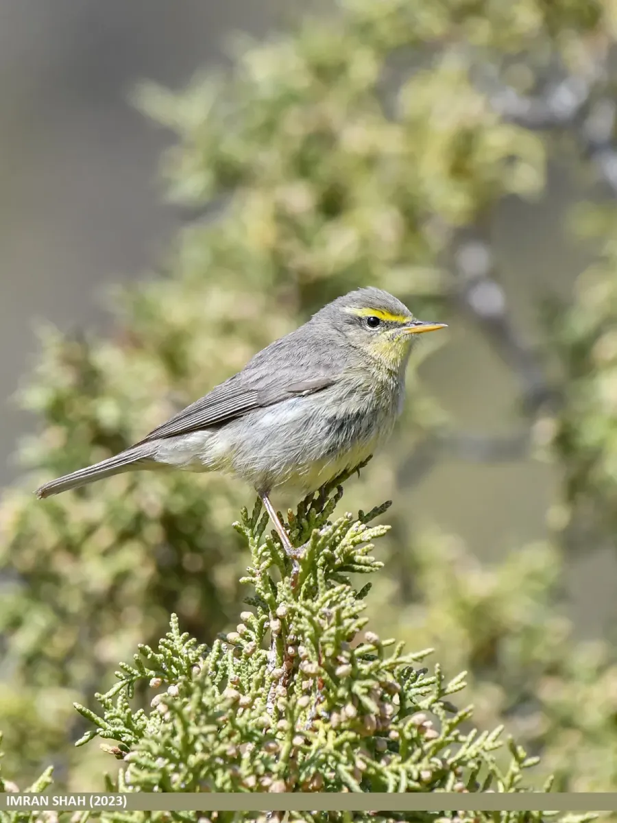 File:Sulphur-bellied Warbler (Phylloscopus griseolus) (53453111225).jpg