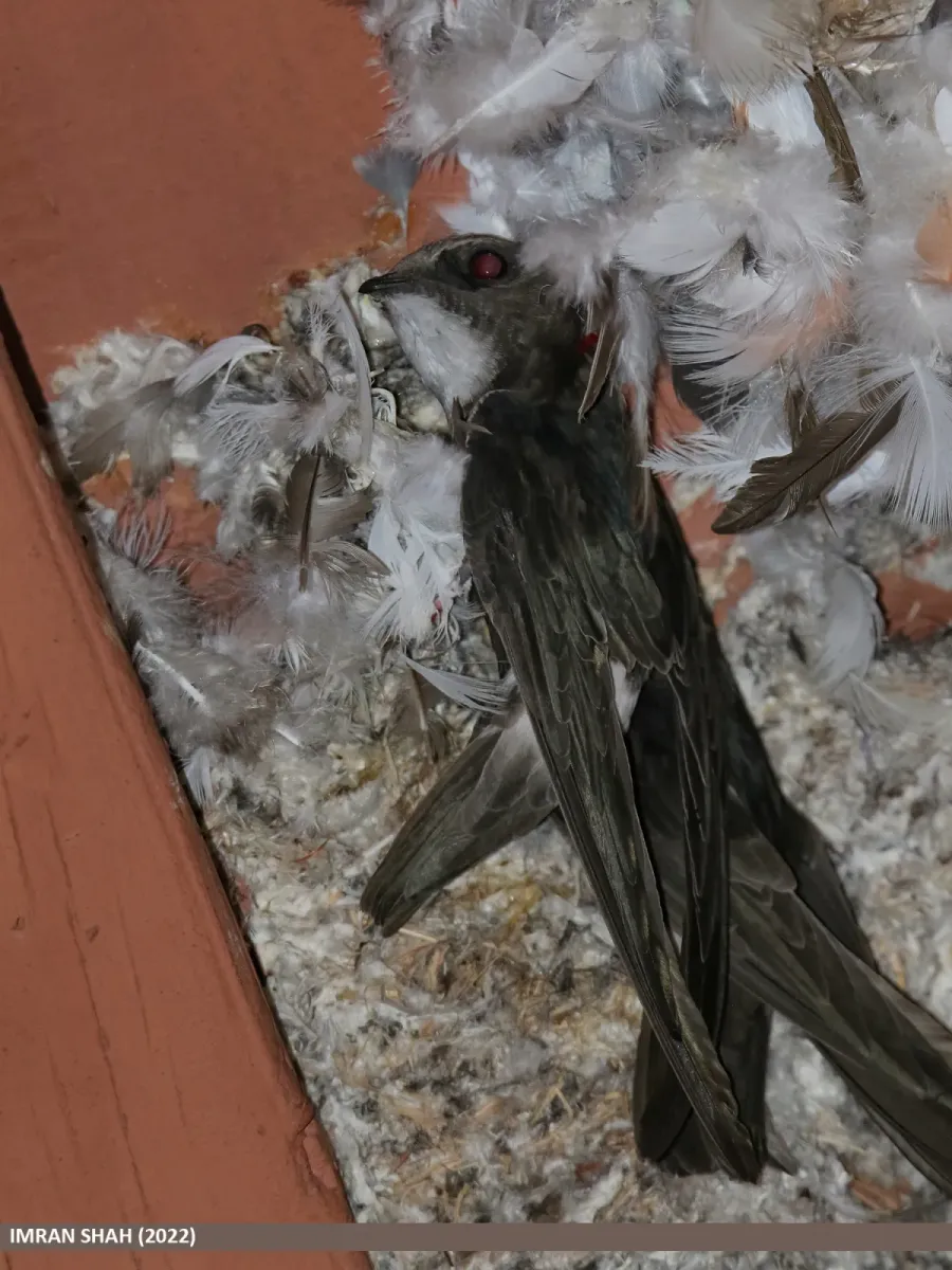 File:Little Swift (Apus affinis) (53444110863).jpg