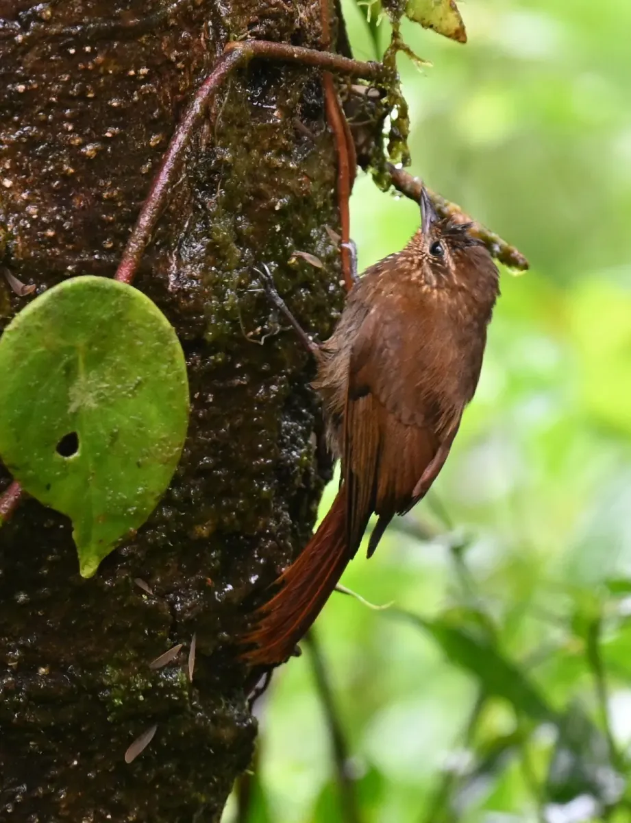 File:Glyphorynchus spirurus 258457103.jpg