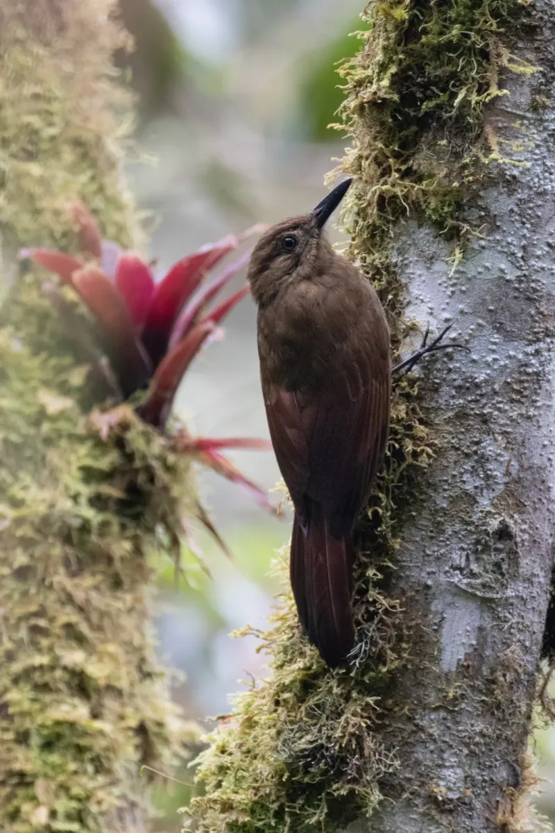 File:Dendrocincla tyrannina 66436204.jpg