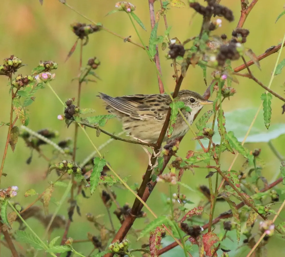File:Common grasshopper warbler (Locustella naevia) 02.jpg