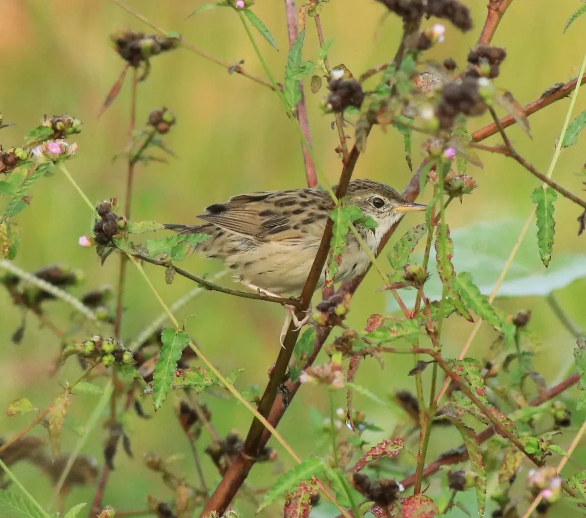 File:Common grasshopper warbler (Locustella naevia) 03.jpg