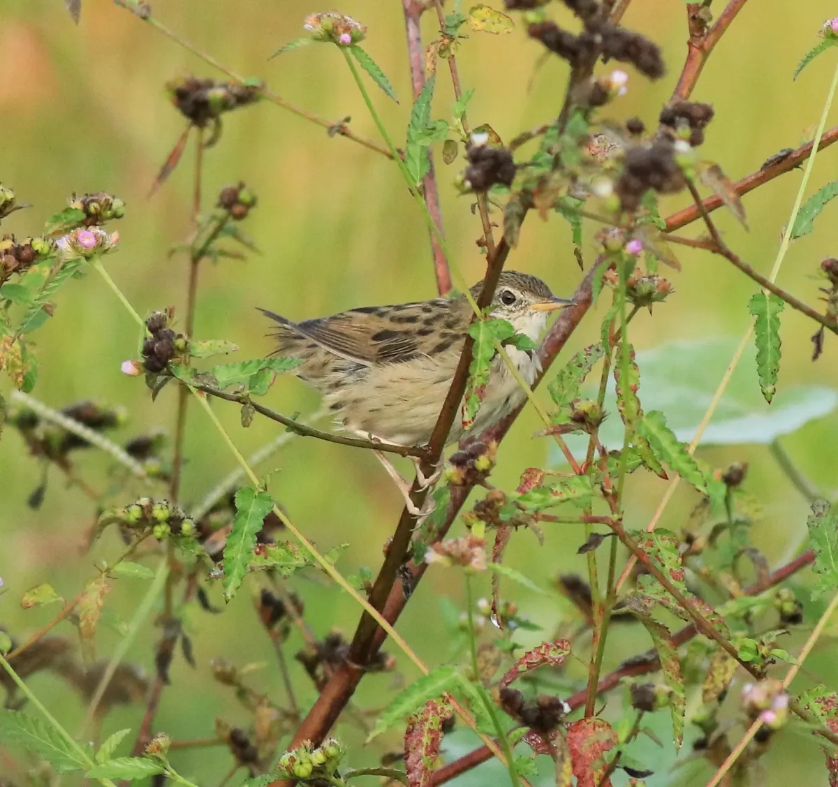 File:Common grasshopper warbler (Locustella naevia) 05.jpg