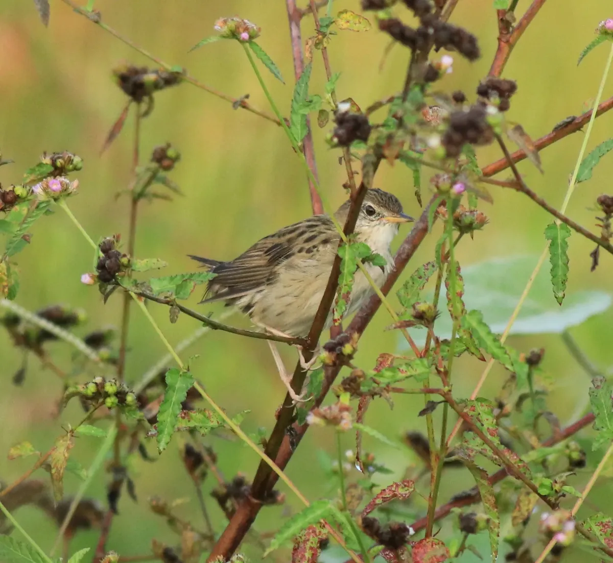 File:Common grasshopper warbler (Locustella naevia) 07.jpg