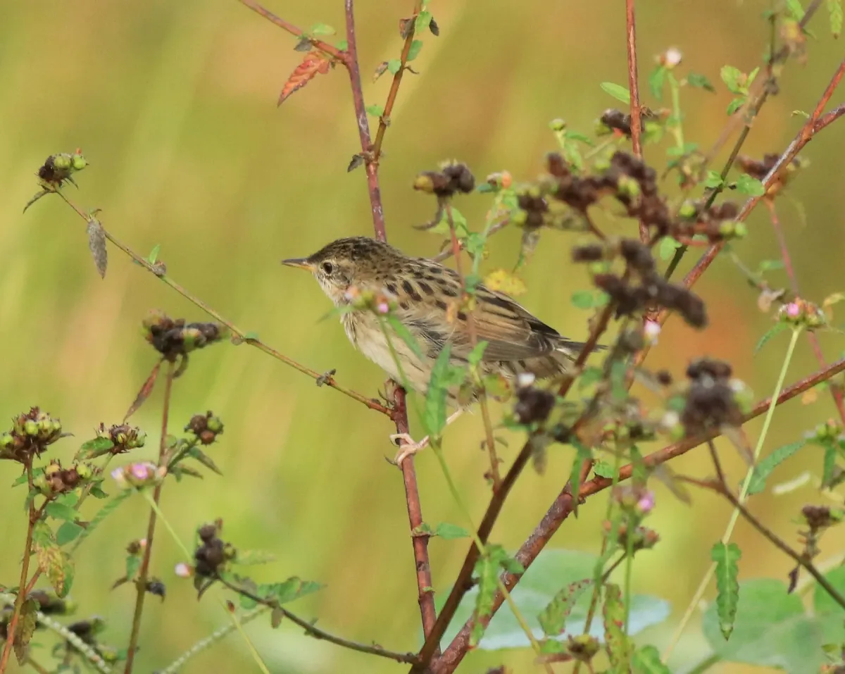 File:Locustella naevia (common grasshopper warbler ) 09.jpg