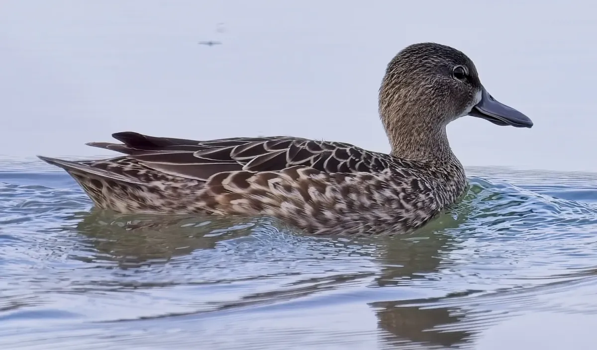 File:Spatula discors f Humber Bay Park E Toronto.jpg