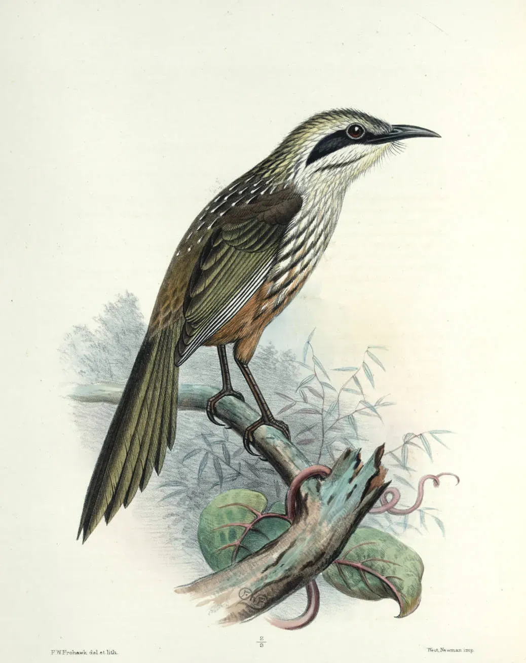 File:Chaetoptila.angustipluma.jpg