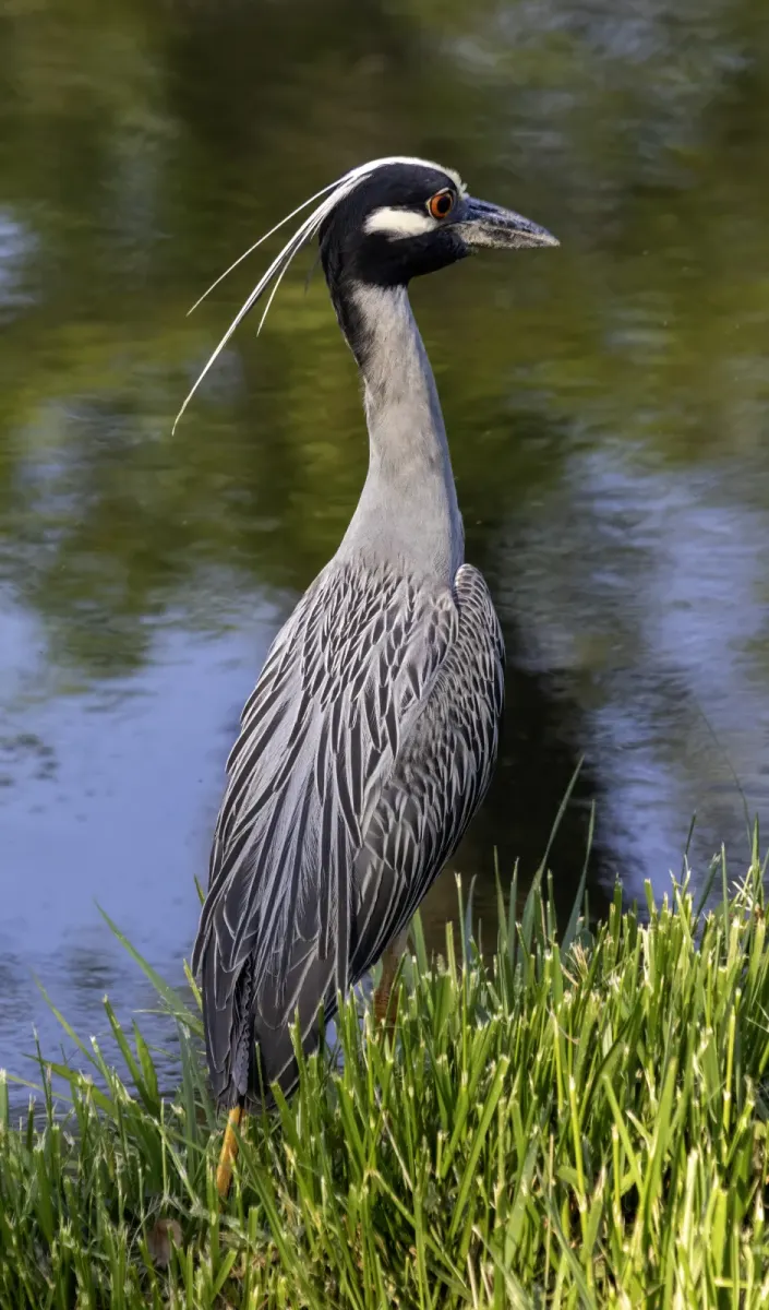 File:Nyctanassa violacea MD6.jpg