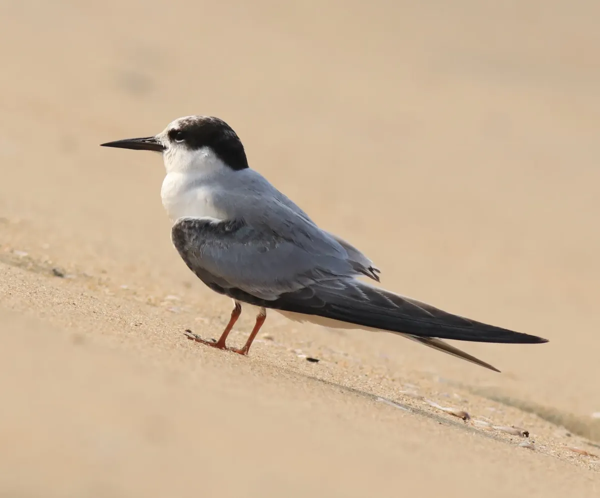 File:Little tern(Sternula albifrons) 3.jpg