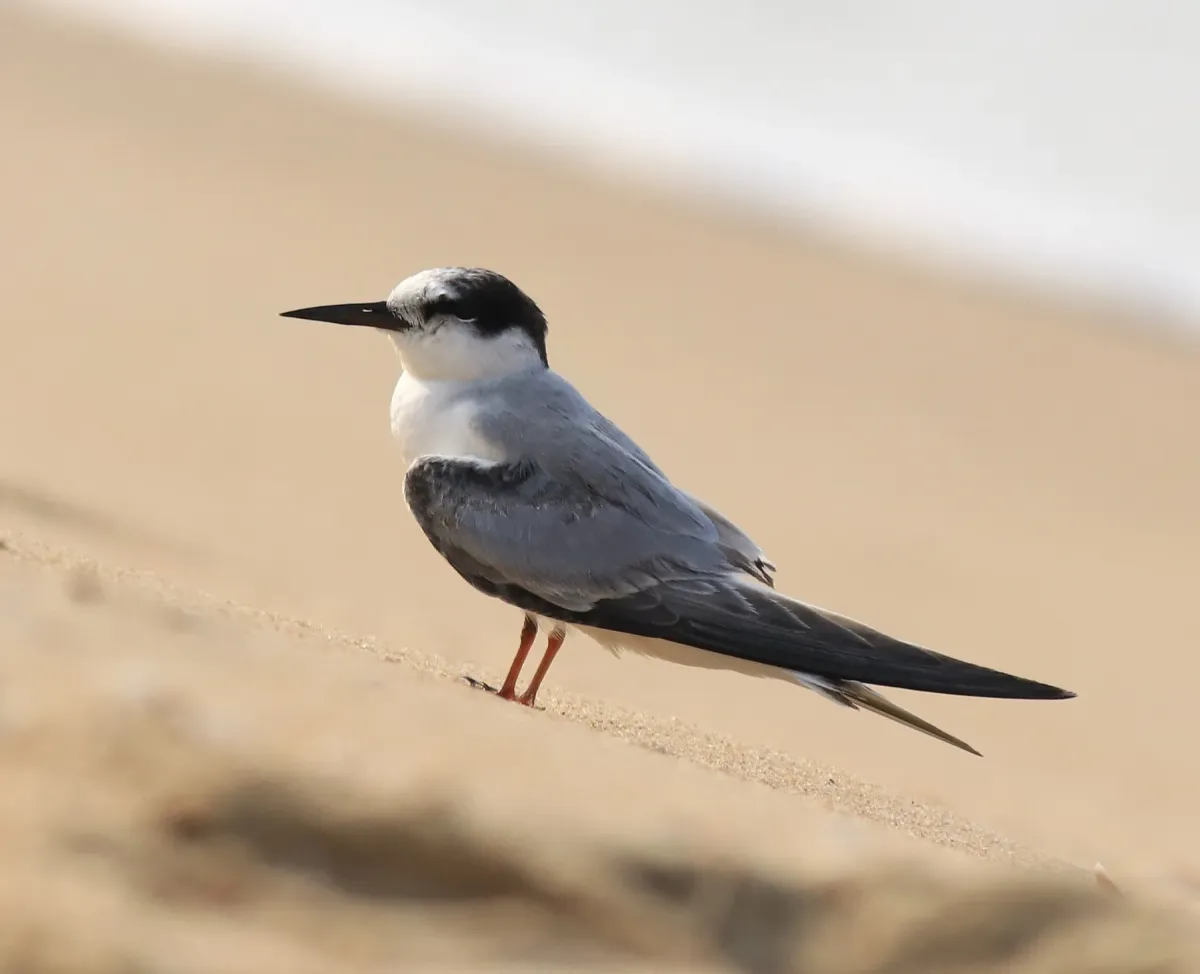 File:Little tern(Sternula albifrons) 12.jpg