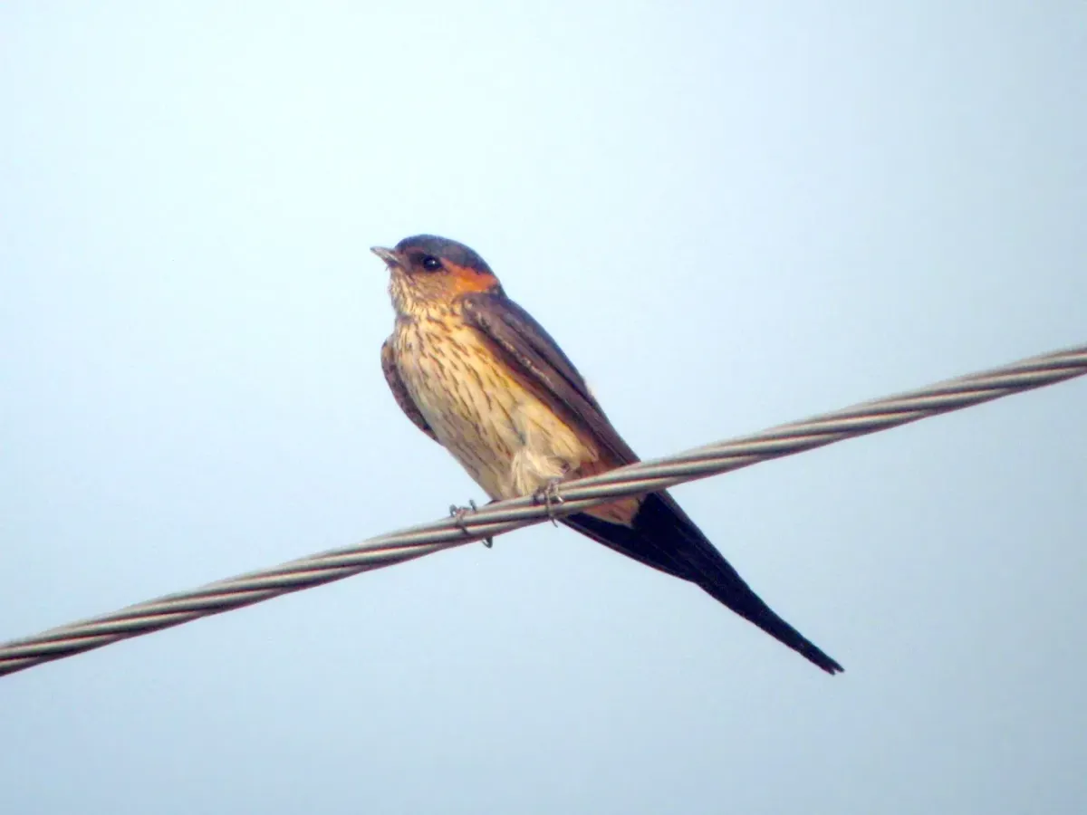 File:Cecropis daurica, Fufeng County, Baoji, Shaanxi, China 1.jpg