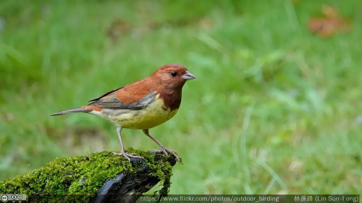 File:Emberiza rutila 190226429.jpg
