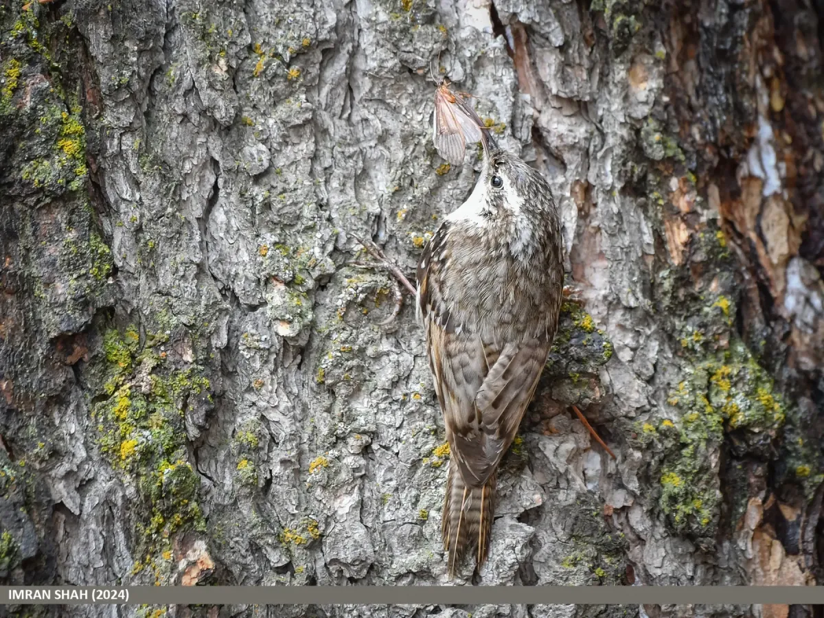 File:Bar-tailed Tree-creeper (Certhia himalayana) (53704889751).jpg