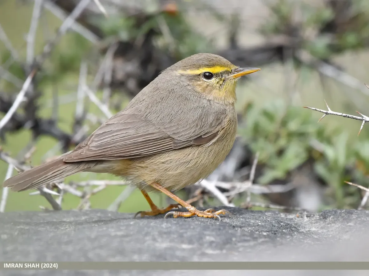 File:Sulphur-bellied Warbler (Phylloscopus griseolus) (53725126863).jpg