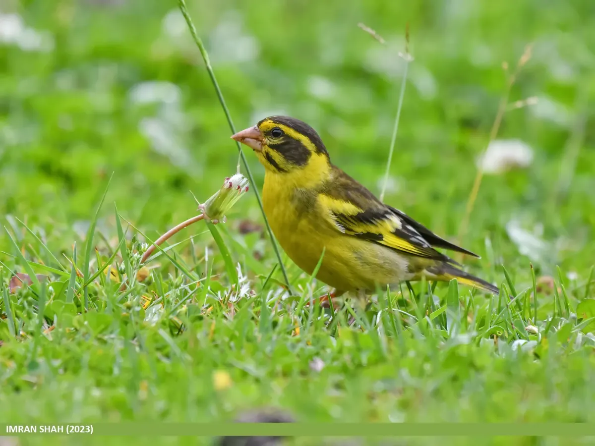 File:Yellow-breasted Greenfinch (Chloris spinoides) (53684541386).jpg