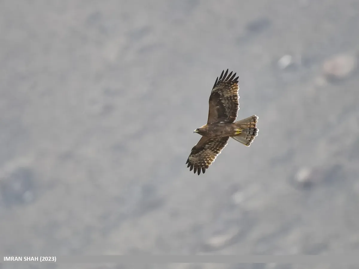 File:Booted Eagle (Hieraaetus pennatus) (53746361284).jpg